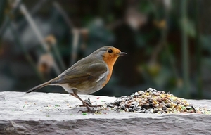 Roodborstje (Erithacus rubecula)