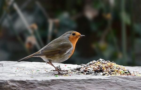 Roodborstje (Erithacus rubecula) vogel