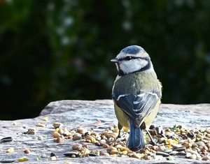 Pimpelmees. (Cyanistes caeruleus)