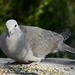 Turkse tortel (Streptopelia decaocto).