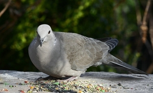 Turkse tortel (Streptopelia decaocto).