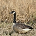 Grote Canadese gans (Branta canadensis).