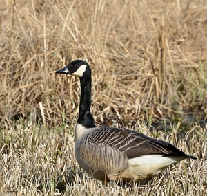Grote Canadese gans (Branta canadensis).