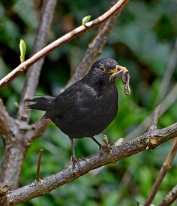 Merel mannetje.