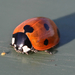 Coccinella septempunctata, Lieveheer beestje.