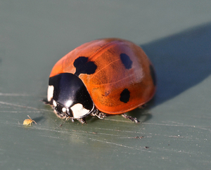 Coccinella septempunctata, Lieveheer beestje.