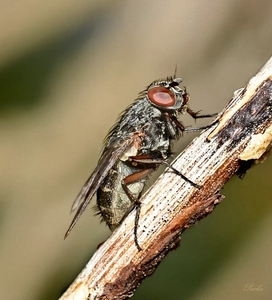 Sarcophaga carnaria (dambord vlieg)