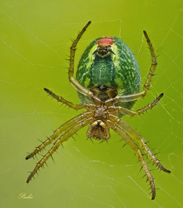 Araniella cucurbitina (komkommerspin).