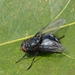 Roodwangbromvlieg (Calliphora vicina).