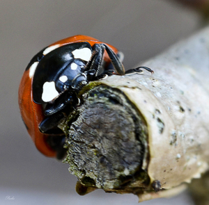 Coccinella septempunctata, Lieveheer beestje