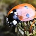 Coccinella septempunctata, Lieveheer beestje.