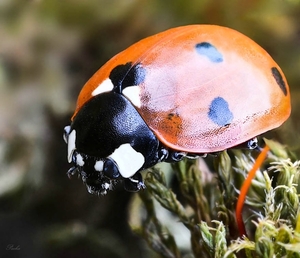 Coccinella septempunctata, Lieveheer beestje.