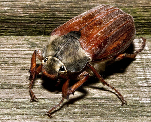 Meikever (Melolontha melolontha).
