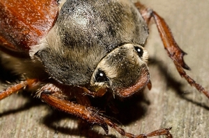 Meikever (Melolontha melolontha).