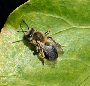 Bij