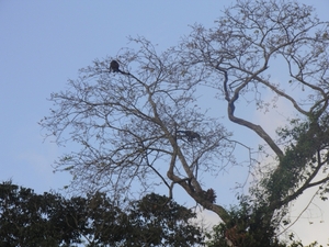 rondvaart in natuurpark Tortuguerro - overal apen