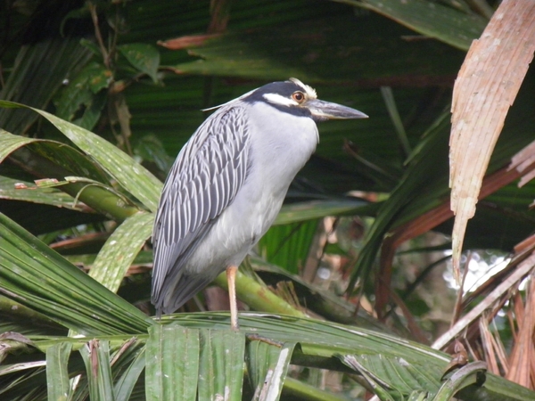 tijdens rondvaart in natuurpark Tortuguerro