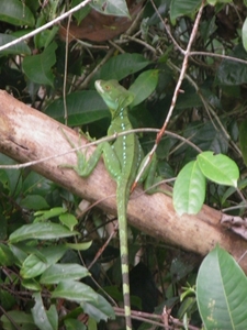 tijdens rondvaart in natuurpark Tortuguerro