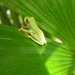 in Mawamba Lodge in Tortuguerro