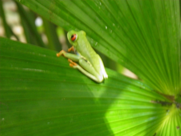 in Mawamba Lodge in Tortuguerro