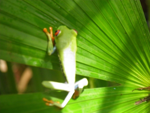 in Mawamba Lodge in Tortuguerro