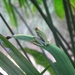 in Mawamba Lodge in Tortuguerro