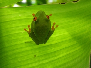 in Mawamba Lodge in Tortuguerro