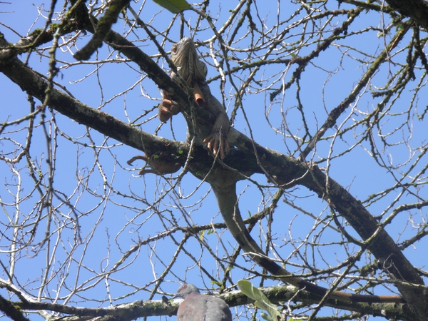 tijdens rondvaart in natuurpark Tortuguerro