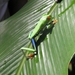 in Mawamba Lodge in Tortuguerro