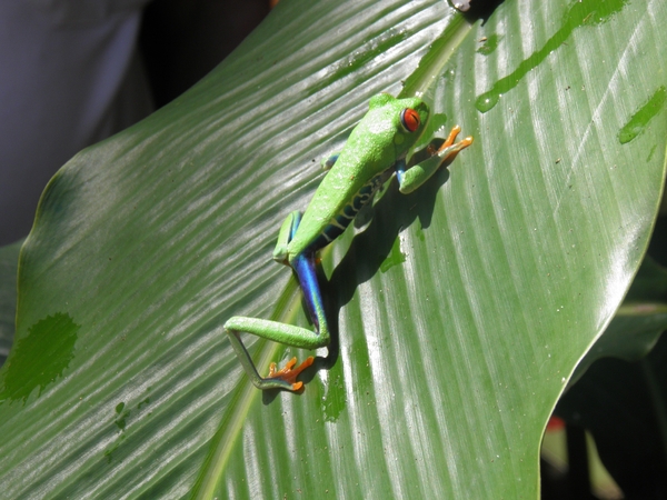 in Mawamba Lodge in Tortuguerro