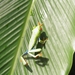 in Mawamba Lodge in Tortuguerro