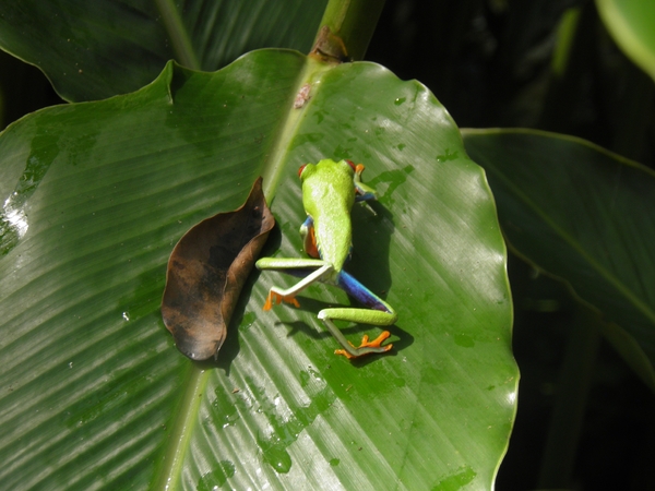 in Mawamba Lodge in Tortuguerro