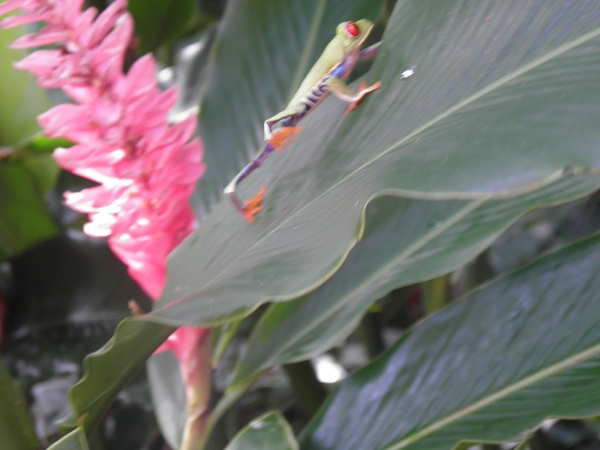 in Mawamba Lodge in Tortuguerro