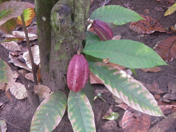 in Mawamba Lodge in Tortuguerro