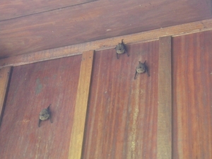 vleermuizen in Mawamba Lodge in Tortuguerro