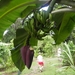 bananen in Mawamba Lodge in Tortuguerro