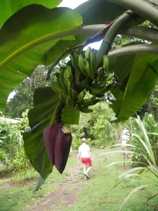 bananen in Mawamba Lodge in Tortuguerro