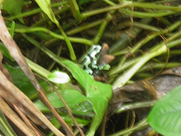 in Mawamba Lodge in Tortuguerro