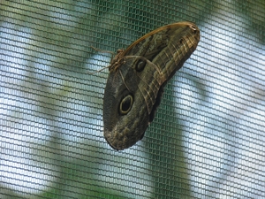 in Mawamba Lodge in Tortuguerro