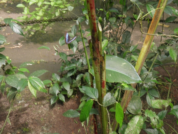 in Mawamba Lodge in Tortuguerro