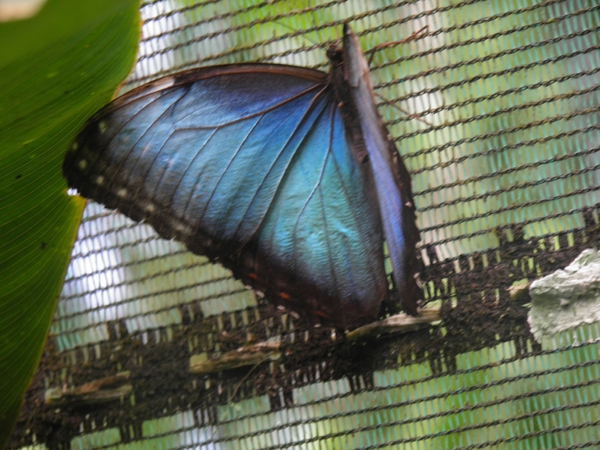 in Mawamba Lodge in Tortuguerro