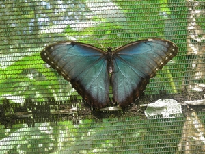 in Mawamba Lodge in Tortuguerro