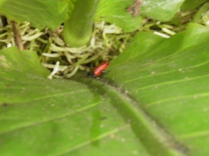 in Mawamba Lodge in Tortuguerro