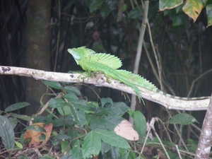 in Mawamba Lodge in Tortuguerro