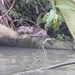 tijdens rondvaart in natuurpark Tortuguerro