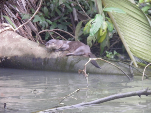 tijdens rondvaart in natuurpark Tortuguerro