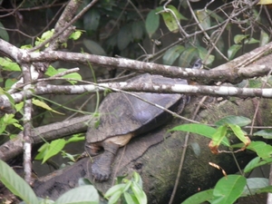 tijdens rondvaart in natuurpark Tortuguerro