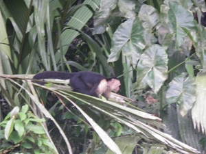 tijdens rondvaart in natuurpark Tortuguerro