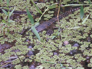 kaaiman tijdens rondvaart in natuurpark Tortuguerro