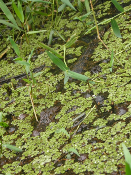 kaaiman tijdens rondvaart in natuurpark Tortuguerro